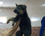 Собаки в Самаре: САМАРА ЛАНД Питомник немецких овчарок. Мальчик, Бесплатно - фото 2