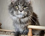Кошки в Перми: Котята мейн-кун Девочка, 25 000 руб. - фото 5