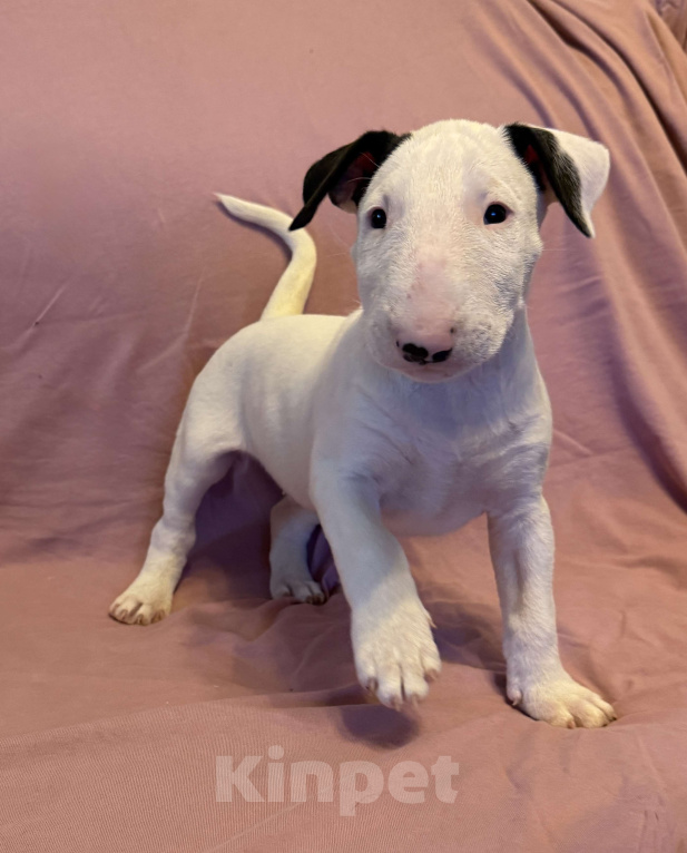 Собаки в других городах Московской области: Герой Первых Льдов Мальчик, 85 000 руб. - фото 1