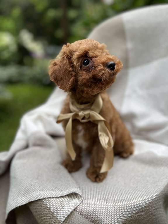 Собаки в Москве: Щенки мальтипу  Мальчик, 180 000 руб. - фото 4