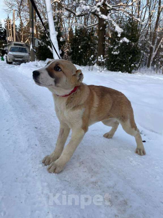 Собаки в Санкт-Петербурге: Щенок ищет дом Девочка, Бесплатно - фото 2
