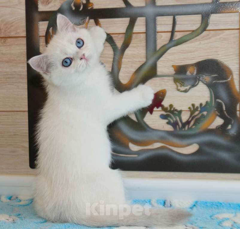 Кошки в Рыбинске: Британская голубоглазый мальчик 3 мес Мальчик, 25 000 руб. - фото 5