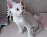 Кошки в Петрове Валу: Девон-рекс, 30 000 руб. - фото 1