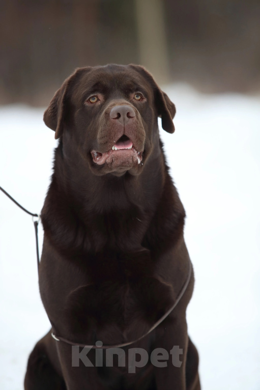 Собаки в Екатеринбурге: Питомник щенков лабрадор ретривер Мальчик, Бесплатно - фото 5