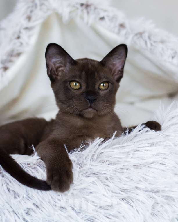 Кошки в Санкт-Петербурге: Бурманская кошечка соболиного окраса из питомника в С-Пб BURHOUSE Девочка, 80 руб. - фото 6