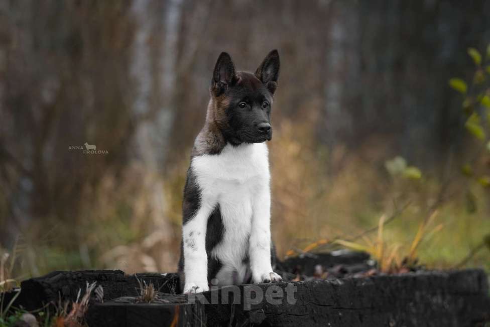 Собаки в Ярославле: Красотки Девочка, 60 000 руб. - фото 1