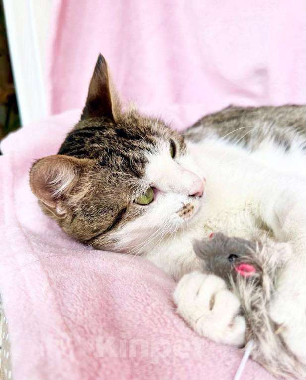 Кошки в Москве: Не просто кошка - королева в добрые руки Девочка, Бесплатно - фото 7