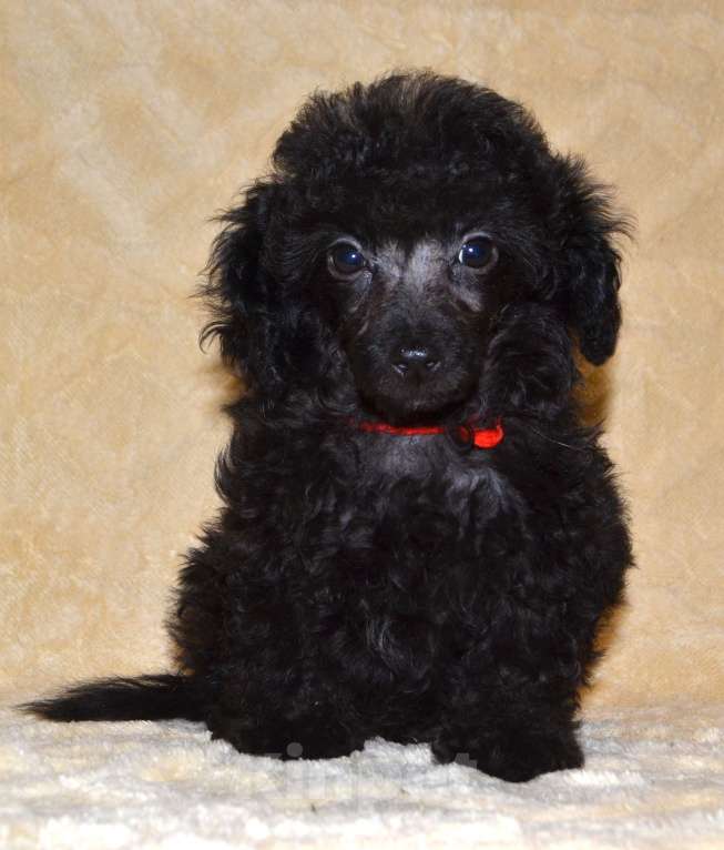 Собаки в Глазове: Оладушка той пудель СКОР Девочка, 50 000 руб. - фото 4