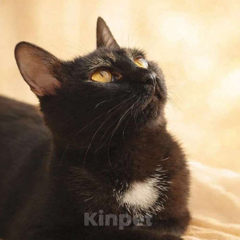 Кошки в Люберцах: Милочка озорная девчонка ищет своих мампап Девочка, Бесплатно - фото 4