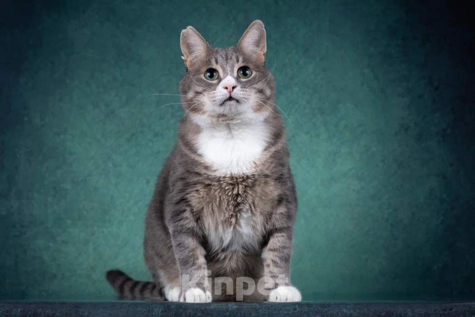 Кошки в Москве: Добрый котик Сергуня, в добрые руки Мальчик, Бесплатно - фото 7