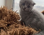 Кошки в Рязани: Шотландские котята Девочка, 3 500 руб. - фото 1