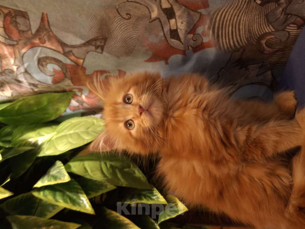 Кошки в Нижнем Новгороде: Мейн кун- котята Мальчик, 35 000 руб. - фото 2