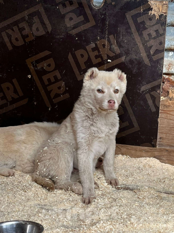 Собаки в Ногинске: Щенок с обрезанными ушами ищет дом Мальчик, Бесплатно - фото 1