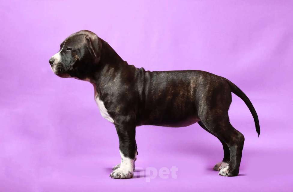 Собаки в Санкт-Петербурге: Щенок амстаффа Девочка, 75 000 руб. - фото 3