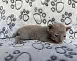 Кошки в Балашихе: Кошечка Даяна Девочка, 80 000 руб. - фото 5