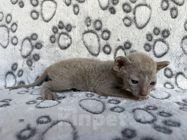 Кошки в Балашихе: Кошечка Даяна Девочка, 80 000 руб. - фото 5