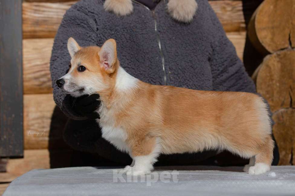 Собаки в Москве: Лотус Мальчик, 80 000 руб. - фото 3