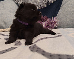 Собаки в Раменском: Щенки шипперке от титулованных родителей в домашних условиях (Фиолетовая) Девочка, 85 000 руб. - фото 4