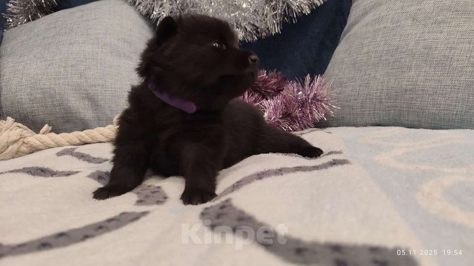 Собаки в Раменском: Щенки шипперке от титулованных родителей в домашних условиях (Фиолетовая) Девочка, 85 000 руб. - фото 4