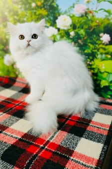 Шотландский хайленд страйт