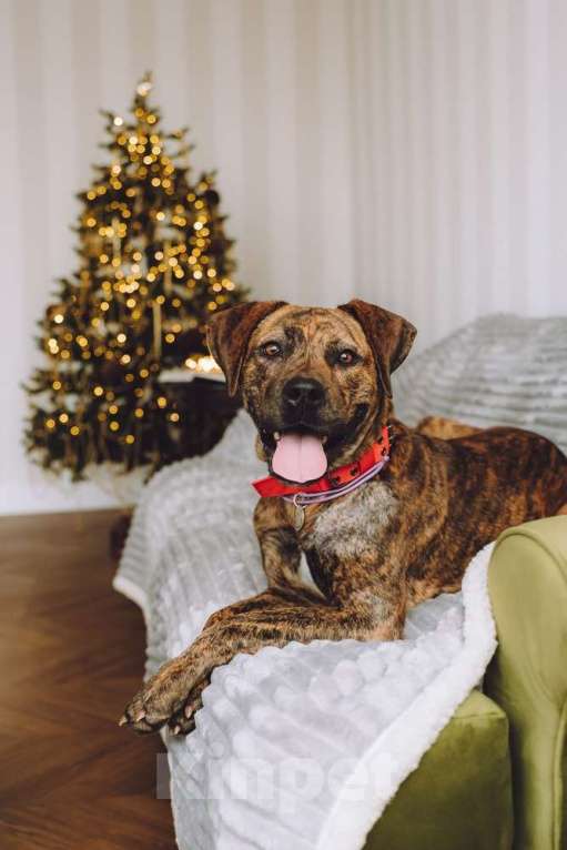 Собаки в Москве: Латифа ищет дом Девочка, 1 руб. - фото 10