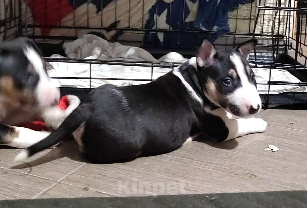 Собаки в Краснодаре: Минибультерьеры Мальчик, 50 000 руб. - фото 1