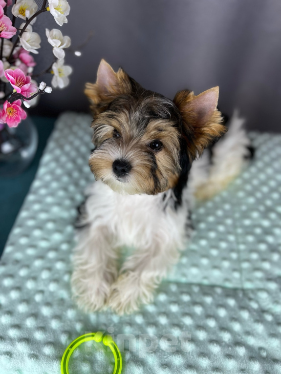 Собаки в Вологде: Прекрасная девочка ждёт мам-пап ❤🐾 Девочка, 80 000 руб. - фото 2