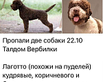 Собаки в других городах Московской области: Очень ждём дома  Девочка, 10 000 руб. - фото 1