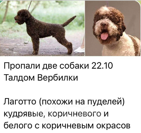 Собаки в других городах Московской области: Очень ждём дома  Девочка, 10 000 руб. - фото 1