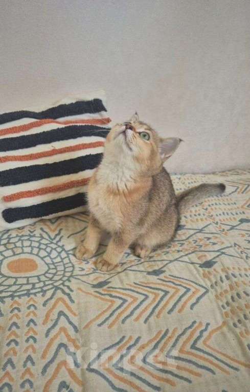 Кошки в Химках: Британская золотая шиншила ny25 4мес Девочка, 21 000 руб. - фото 4