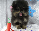 Собаки в Москве: Померанский шпиц Мальчик, 65 руб. - фото 1