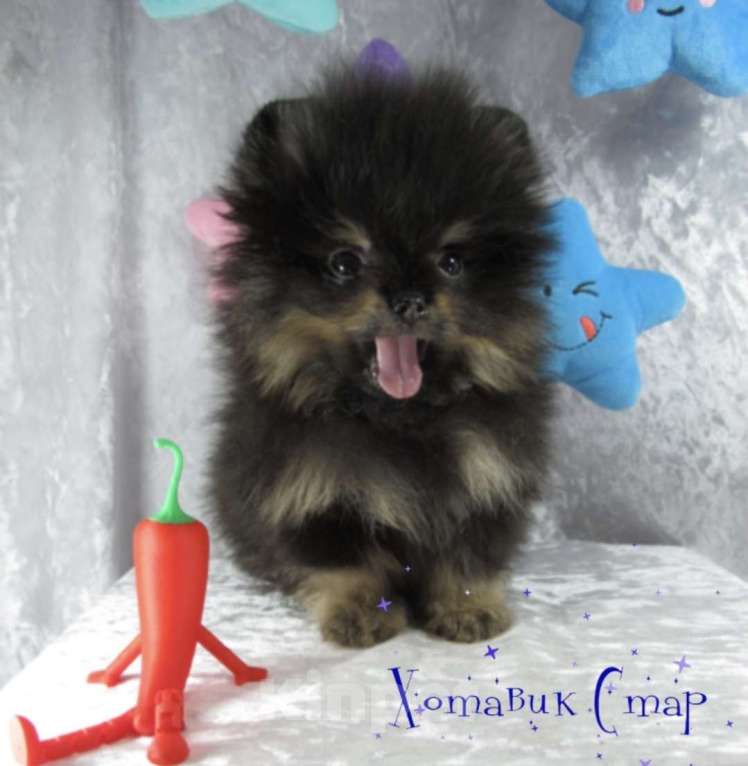 Собаки в Москве: Померанский шпиц Мальчик, 65 руб. - фото 1