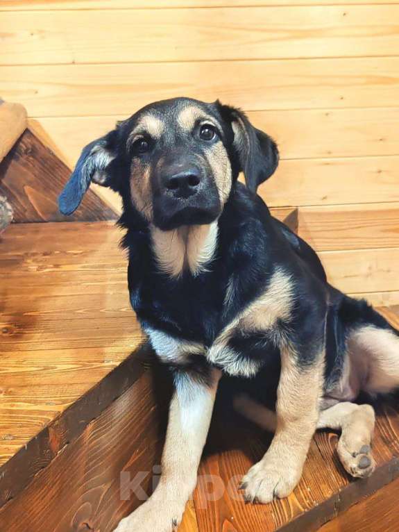 Собаки в Москве: Щенки от золотистого ретривера и овчарки Девочка, Бесплатно - фото 2