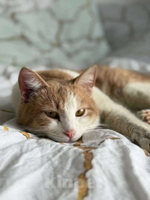 Кошки в Москве: Кот Пельмень ищет дом Мальчик, Бесплатно - фото 6