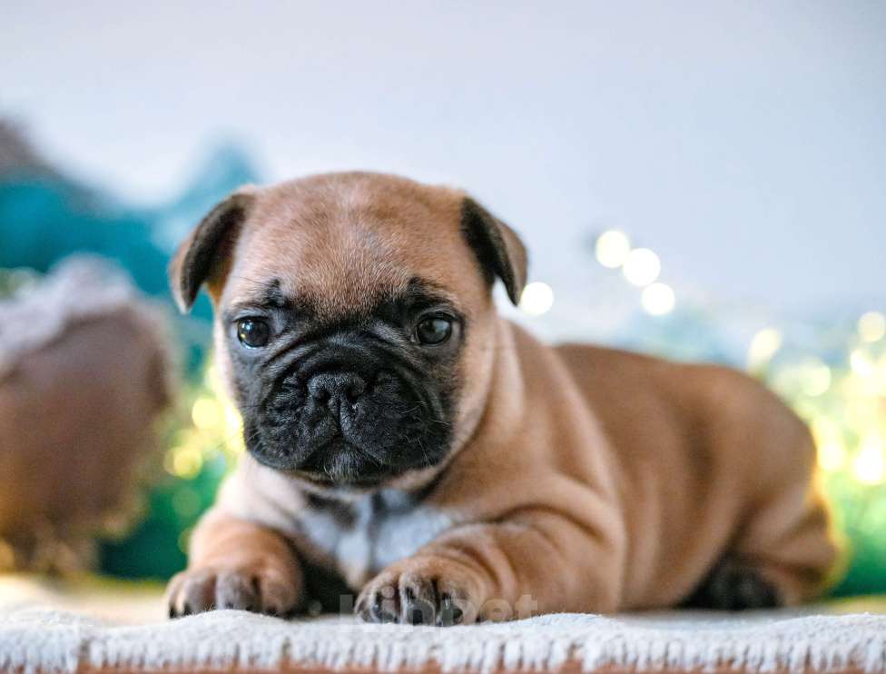 Собаки в Новосибирске: Предлагается к продаже щенок французского бульдога Мальчик, Бесплатно - фото 1