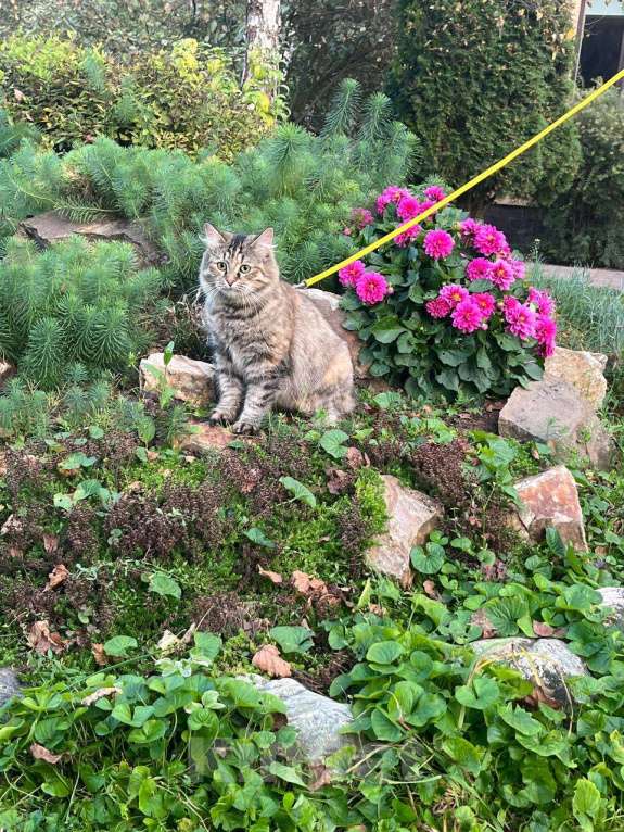 Кошки в Домодедово: Одри Девочка, 1 000 руб. - фото 2