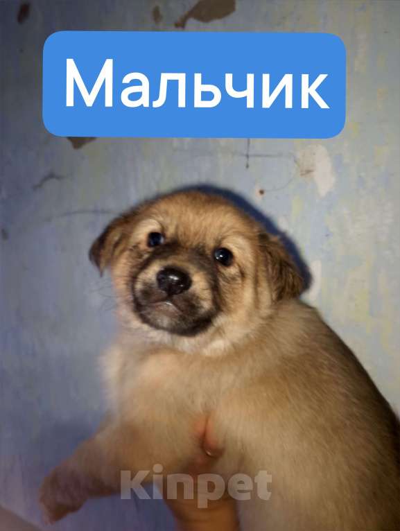 Собаки в Уварово: Скромняга мальчишка Мальчик, Бесплатно - фото 1