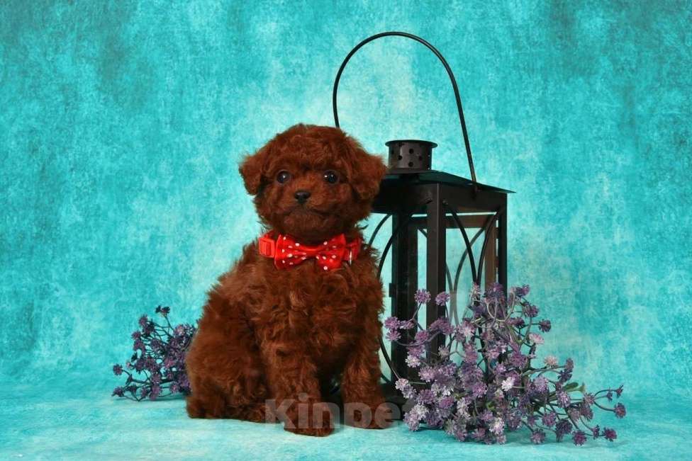 Собаки в других городах Московской области: Щенок Тедди Пудель мальчик Мальчик, 150 000 руб. - фото 1