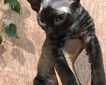 Кошки в Москве: Котята Девон рекс девочки и мальчики Девочка, 30 000 руб. - фото 4