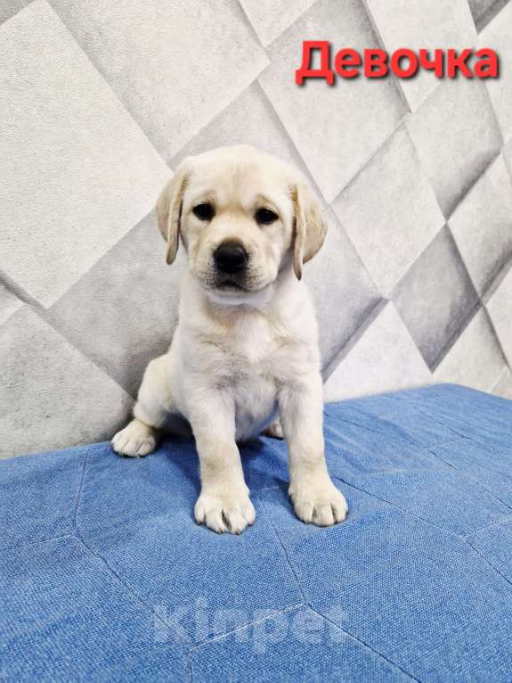 Собаки в Новокузнецке: Щенок лабрадора девочка Девочка, 60 000 руб. - фото 2