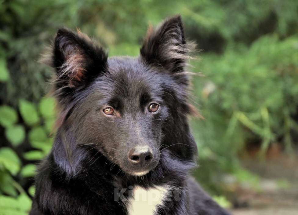 Собаки в Москве: Ненецкая оленегонная лайка. Кобель YUY-SHI. Мальчик, 50 000 руб. - фото 2