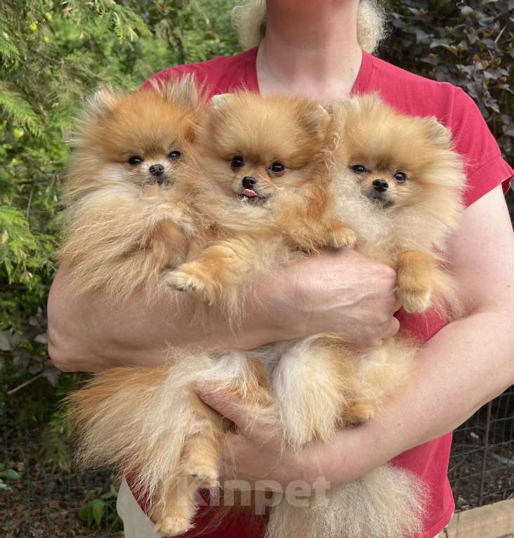 Собаки в других городах Московской области: Померанский шпиц для дома и семьи Мальчик, 25 000 руб. - фото 1