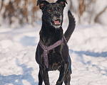 Собаки в Москве: Озорная Тата мечтает обрести любящих родителей Девочка, Бесплатно - фото 7