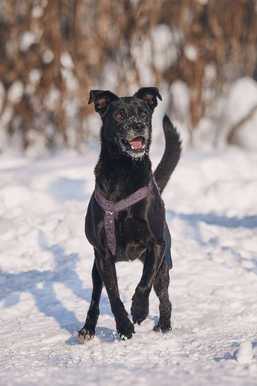 Собаки в Москве: Озорная Тата мечтает обрести любящих родителей Девочка, Бесплатно - фото 7