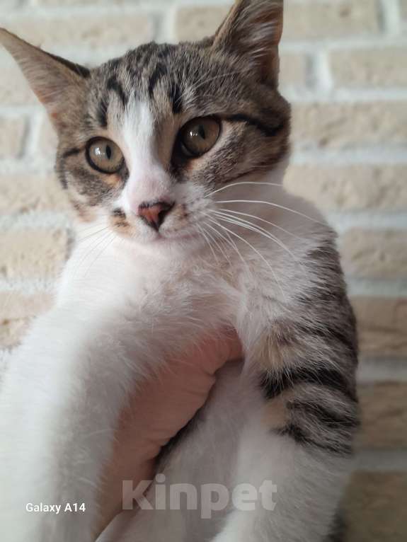 Кошки в Москве: Очаровательные котодевочки ищут дом Девочка, Бесплатно - фото 3