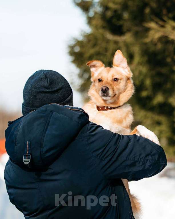 Собаки в других городах Московской области: Я крошка Рута :) Девочка, Бесплатно - фото 1