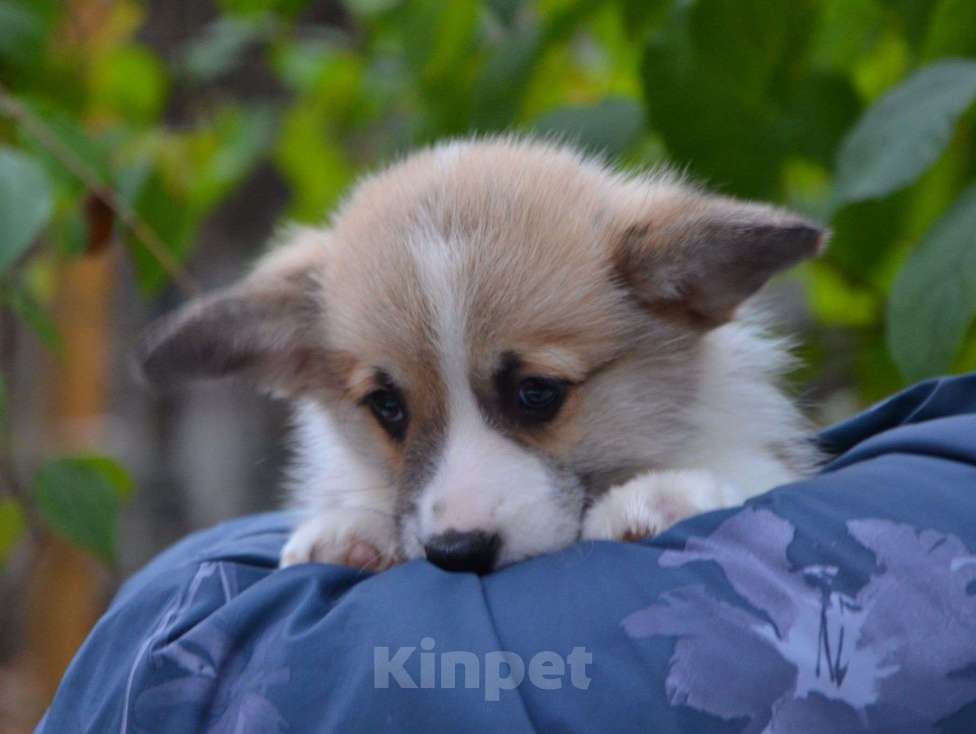 Собаки в Москве: Мальчик вельш корги пемброк Мальчик, 80 000 руб. - фото 4