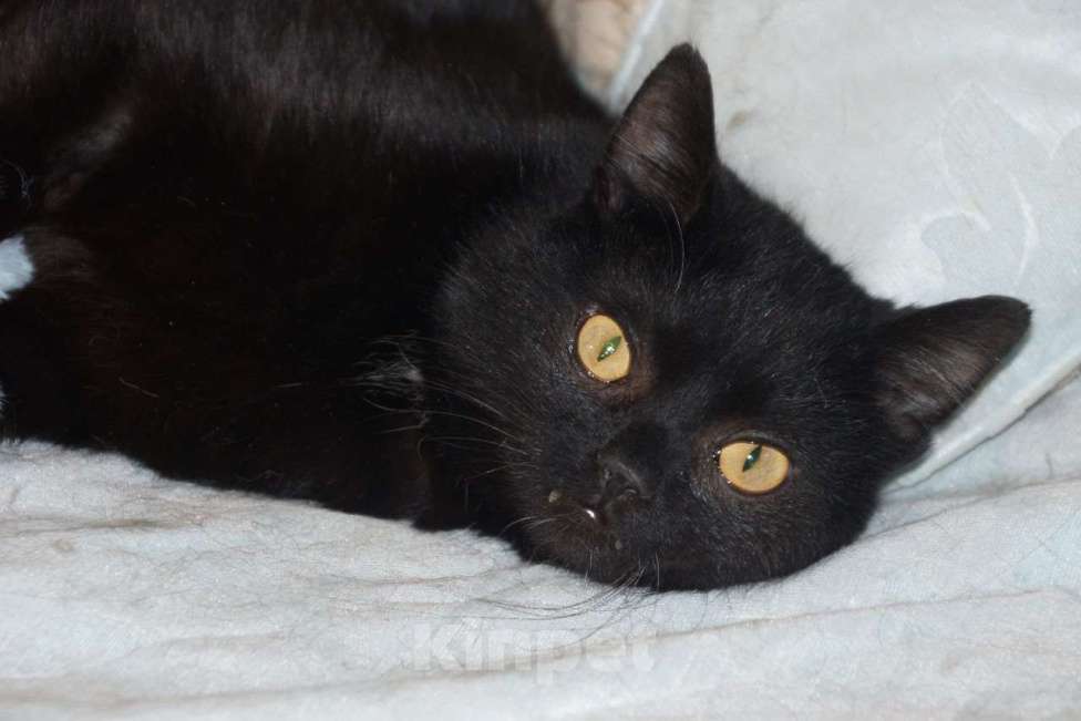 Кошки в Москве: Котик Мартин в добрые руки Мальчик, Бесплатно - фото 6