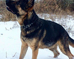 Собаки в Астрахани: Вязка, 1 руб. - фото 1