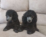 Собаки в Уфе: Породистые серебристые пудели, 50 000 руб. - фото 3